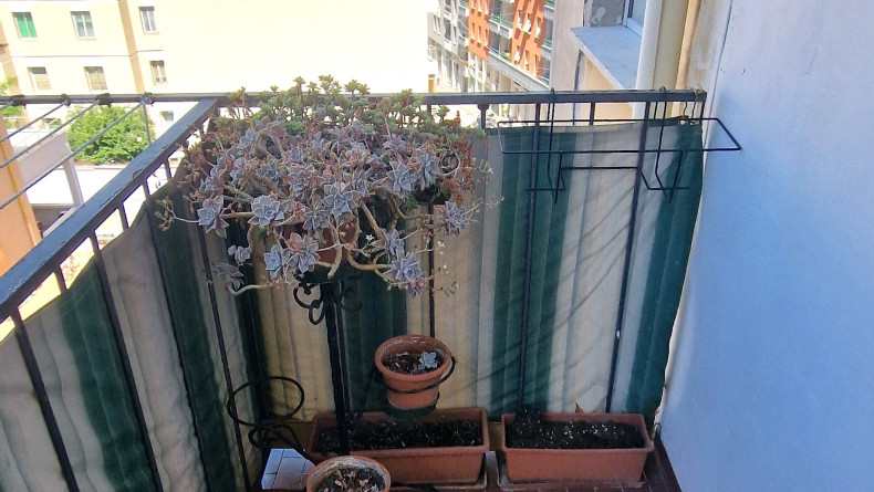 immobiliare il Quadrifoglio Trieste